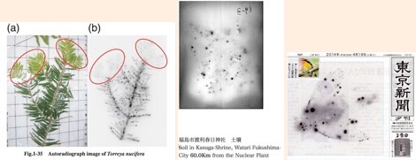 FIG. 32a,b,c- Autoradiographs of Hot Particles Contamination