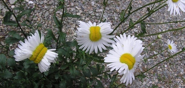 Pic 2. fukushima_mutant_daisy