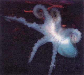 Pic 4. [Fig 3] Octypus2